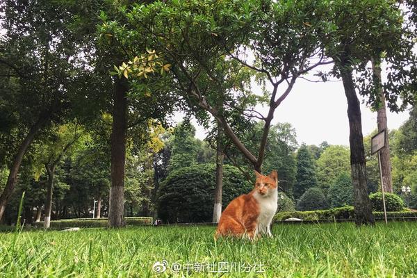 超過華為、蘋果！11月小米手機(jī)新機(jī)激活量中國第一